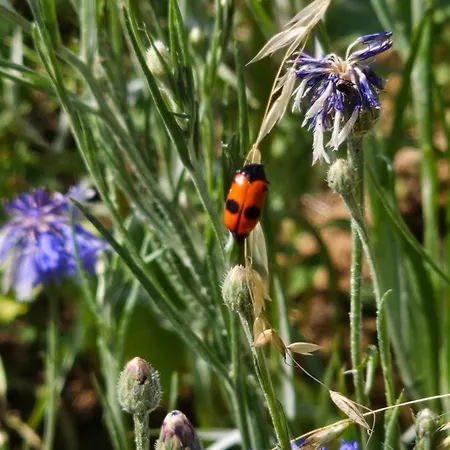 Naturcamping Igluzelt Mit Hund Im Privatgarten